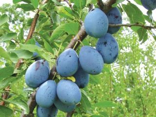 We sell plums from Moldova that are to be