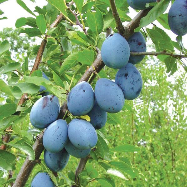 We sell plums from Moldova that are to be processed for jam or other products