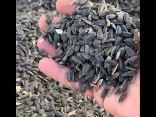 We have sunflower seeds with 46% + oil