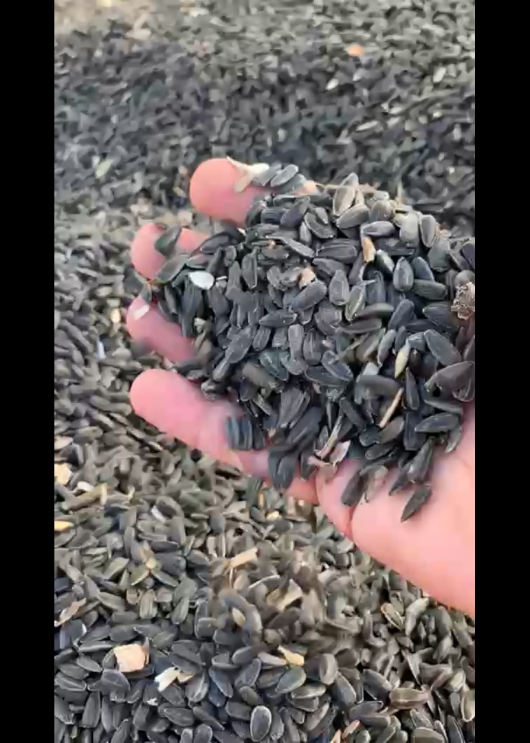 We have sunflower seeds with 46% + oil