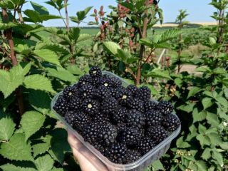 We sell Blackberries in large quantities from Moldova. The