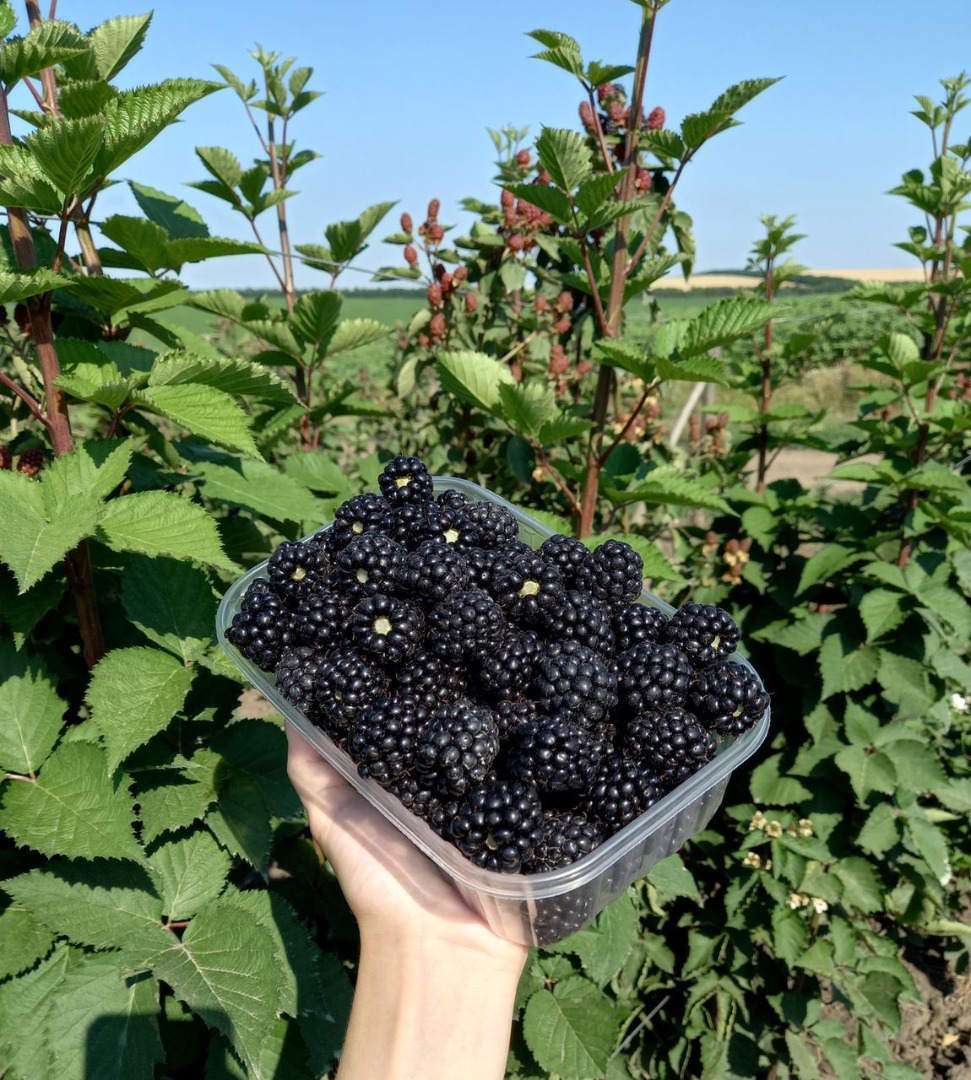 We sell Blackberries in large quantities from Moldova