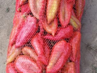 I am selling kapia peppers and donuts Price negotiable