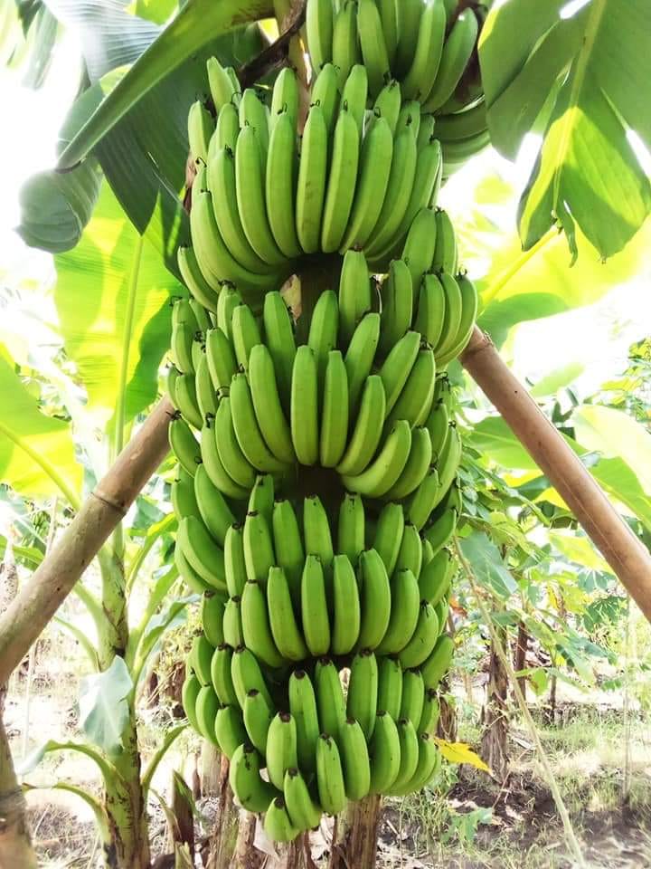 Place of Origin: Indonesia East Java Malang, Jombang Brand Name: Adhinata Banana Product Type: Tropical Fruit Style : Fresh Variety Cavendish: Banana