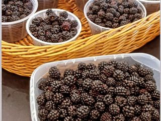 We sell hand-picked wild blackberries in a wooded area