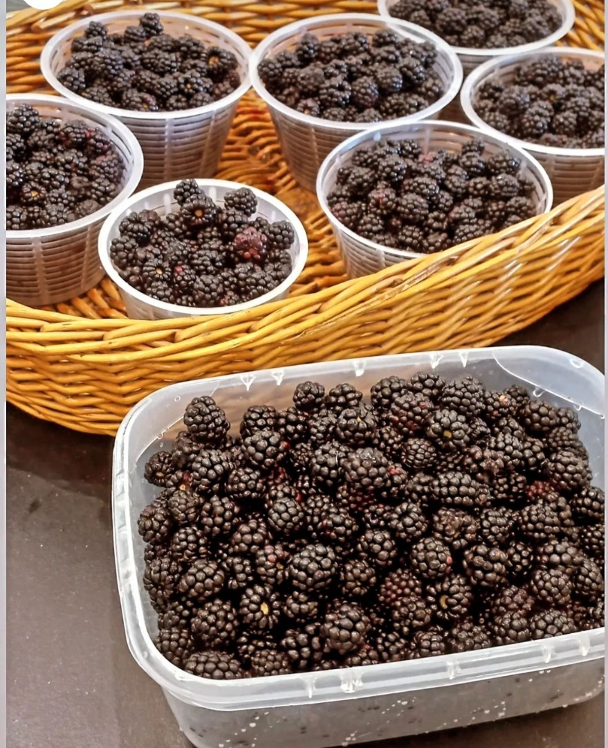 We sell hand-picked wild blackberries in a wooded area within a Natural Park