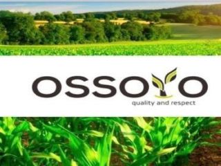 Societatea comercială de cereale „Ossoyo” vinde grâu, floarea soarelui,
