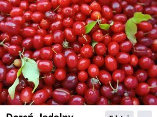 Hello, I have about 300-400 tons of edible dogwood