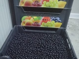 Certified organic Aronia, certified mountain product. Harvested by hand,