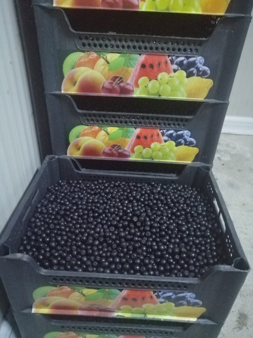 Certified organic Aronia, certified mountain product