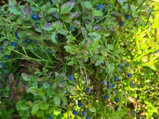 I will sell Mountain berry available daily on average