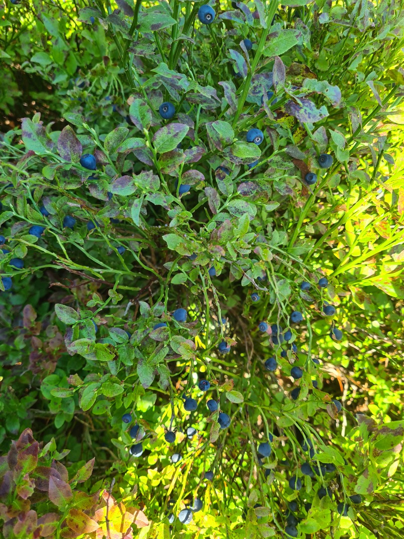 I will sell Mountain berry available daily on average 30-40 kg price per kg PLN