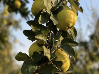 Juicy with a flavour of lemon, easy to swallow.