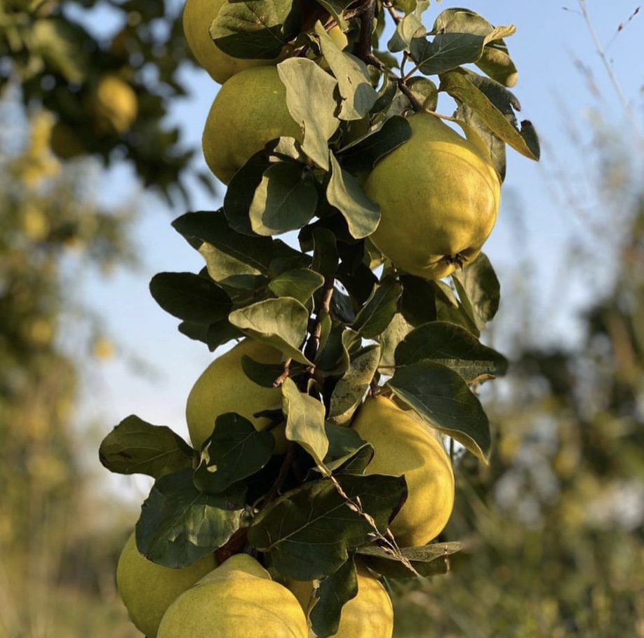 Juicy with a flavour of lemon, easy to swallow