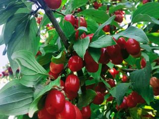 I offer large dogwoods, advantageously in the village of