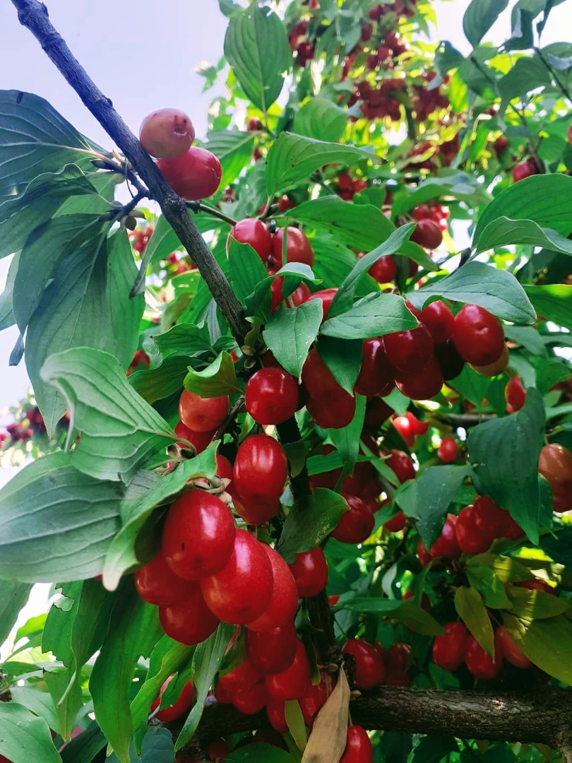 I offer large dogwoods, advantageously in the village of Sunnyno