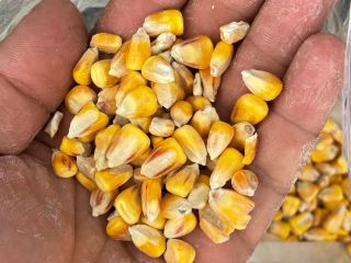 High quality corn for sale. Details by