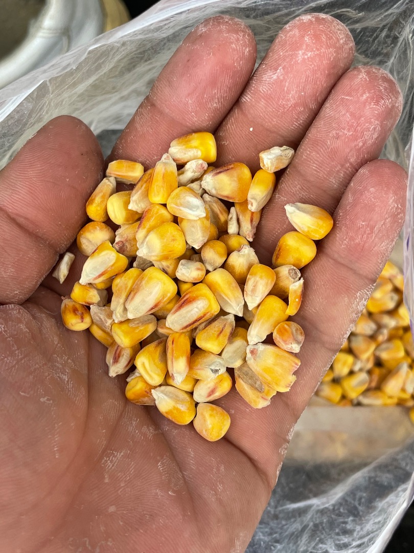 High quality corn for sale