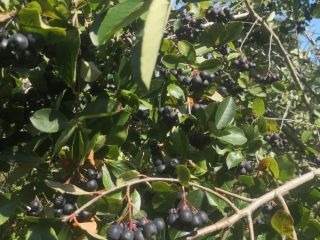Chokeberry is not fertilized and sprayed with anything. It