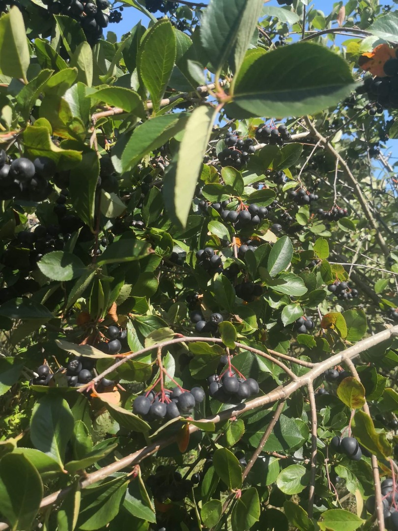 Chokeberry is not fertilized and sprayed with anything
