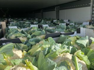 I am selling quality I cauliflower
