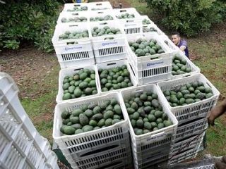 Best Quality Wholesale Fresh Produce Grade Edible Avocado From