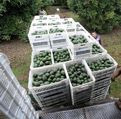 Best Quality Wholesale Fresh Produce Grade Edible Avocado From The Farm