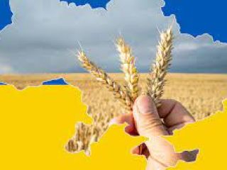 Wheat harvest 2022 III class with certificate For the