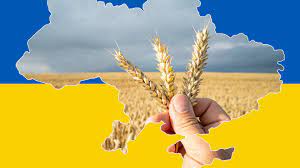 Wheat harvest 2022 III class with certificate For the mills, wheat flour, wholemeal flour 18,000 tons for immediate delivery, from September more deliveries by