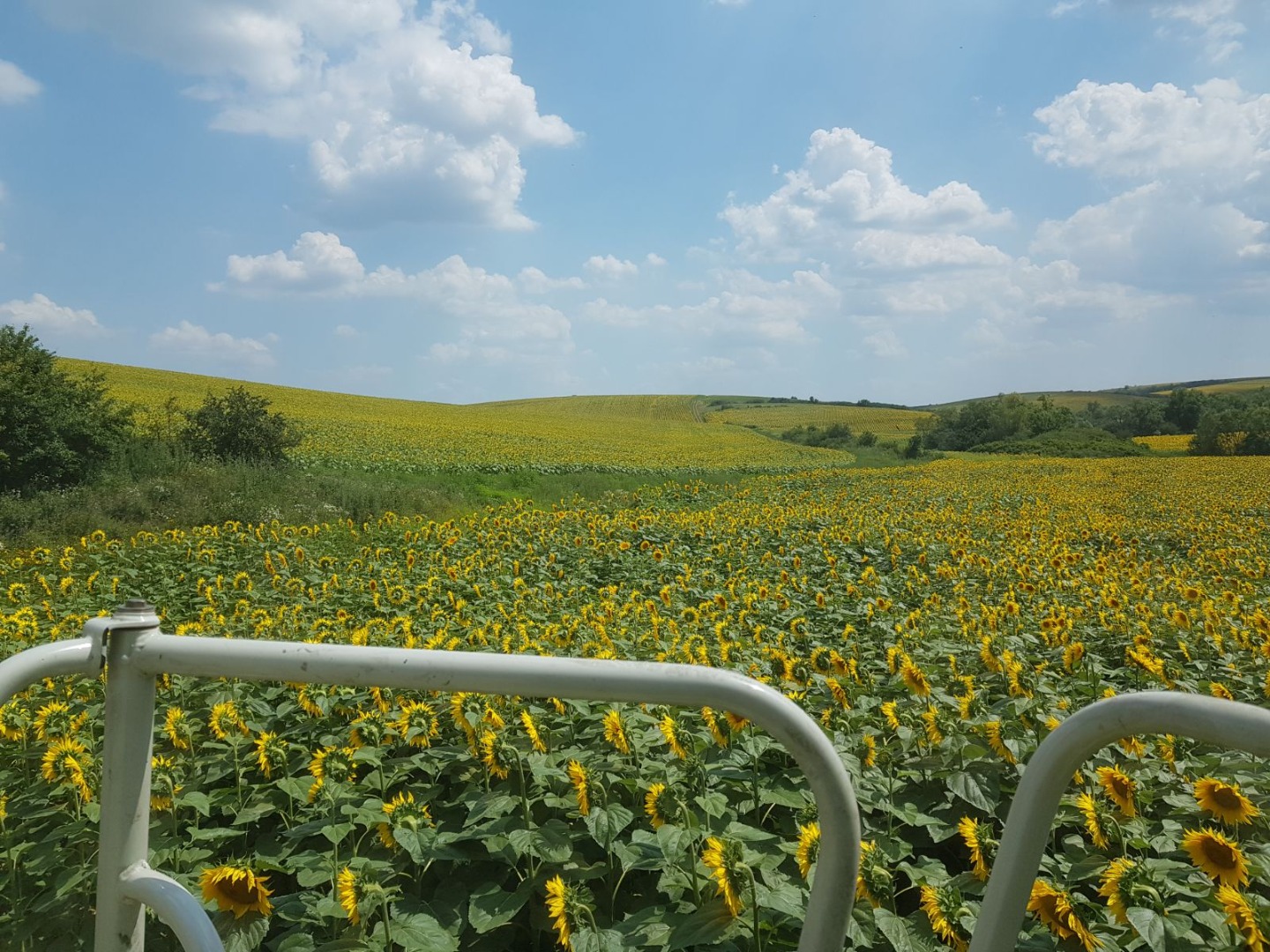 Organic company in the Timis region, Romania, certified Bios, sells 1200 tons of certified ecological spelled