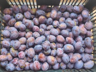 Plum straight from the farmer, purple, tasty, sweet