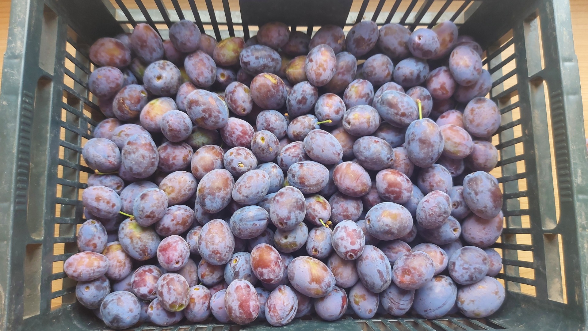 Plum straight from the farmer, purple, tasty, sweet