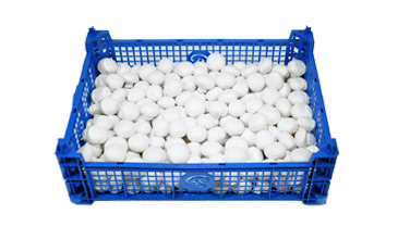 We are wholesalers from Giessen/Germany and are looking for white, brown mushrooms, oyster mushrooms, chanterelles