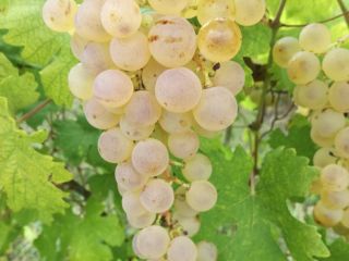 Saszla dessert grapes for sale in Heves county, Abasar.