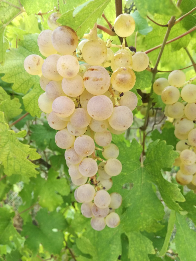 Saszla dessert grapes for sale in Heves county, Abasar