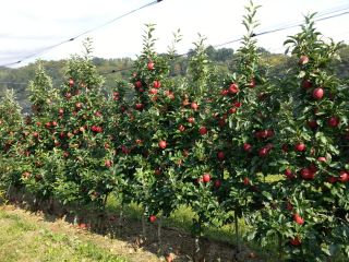 Gala to be picked up freshly harvested unsorted in