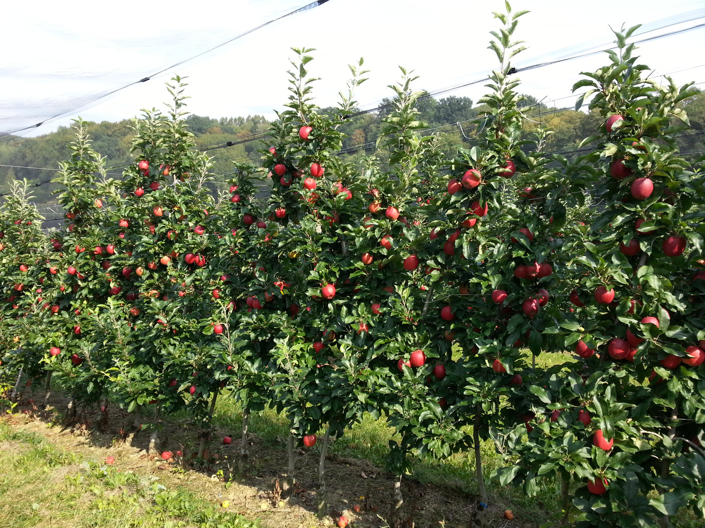 Gala to be picked up freshly harvested unsorted in a large box