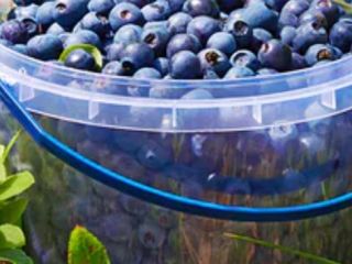 Forest berry