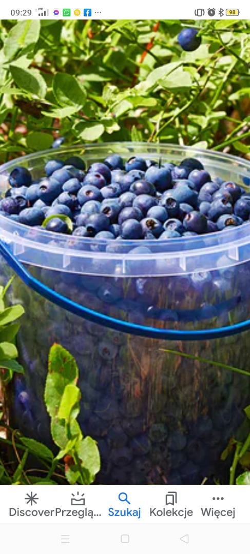 Forest berry