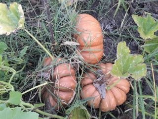 Pumpkins for sale: pies and turkeys, organic product without