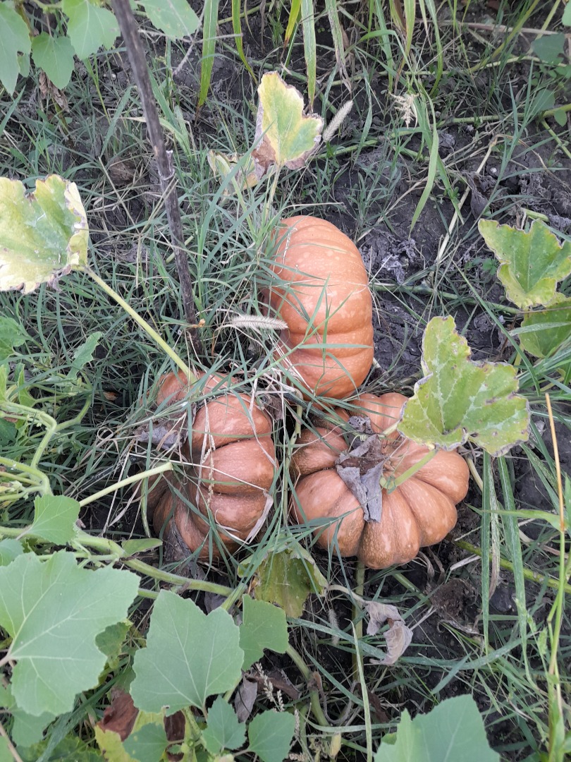 Pumpkins for sale: pies and turkeys, organic product without fertilizers and chemicals available 1000 kg for reports call