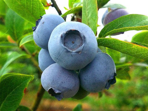 The POL-OWOC company will buy ORGANIC AMERICAN BLUEBERRY for freezing