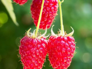 The POL-OWOC company will buy ORGANIC RASPBERRY for freezing.