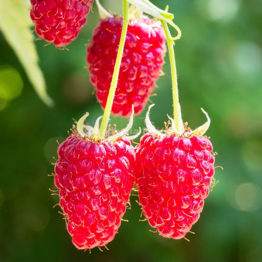 The POL-OWOC company will buy ORGANIC RASPBERRY for freezing