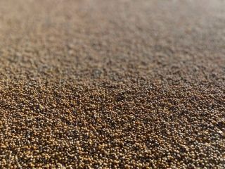 Red millet is a product containing a mixture of