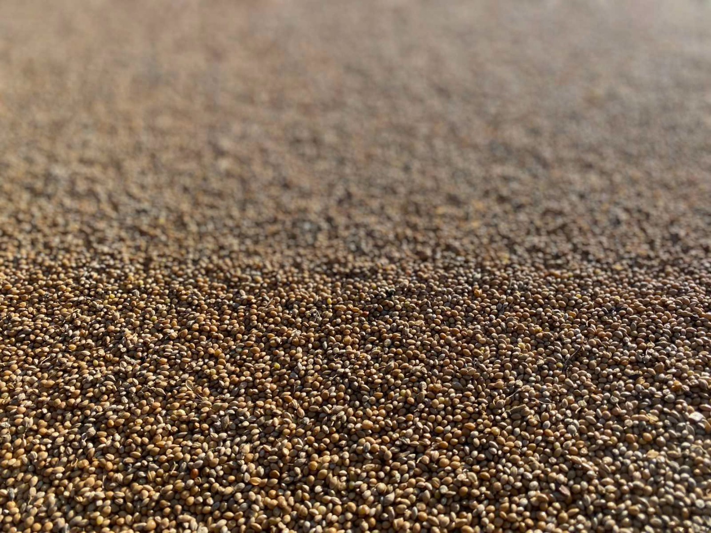 Red millet is a product containing a mixture of seeds to meet the needs of small birds and is suitable for rearing birds