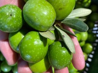 OLIVE DI SICILIA is a Manufacturer of high-quality Olive
