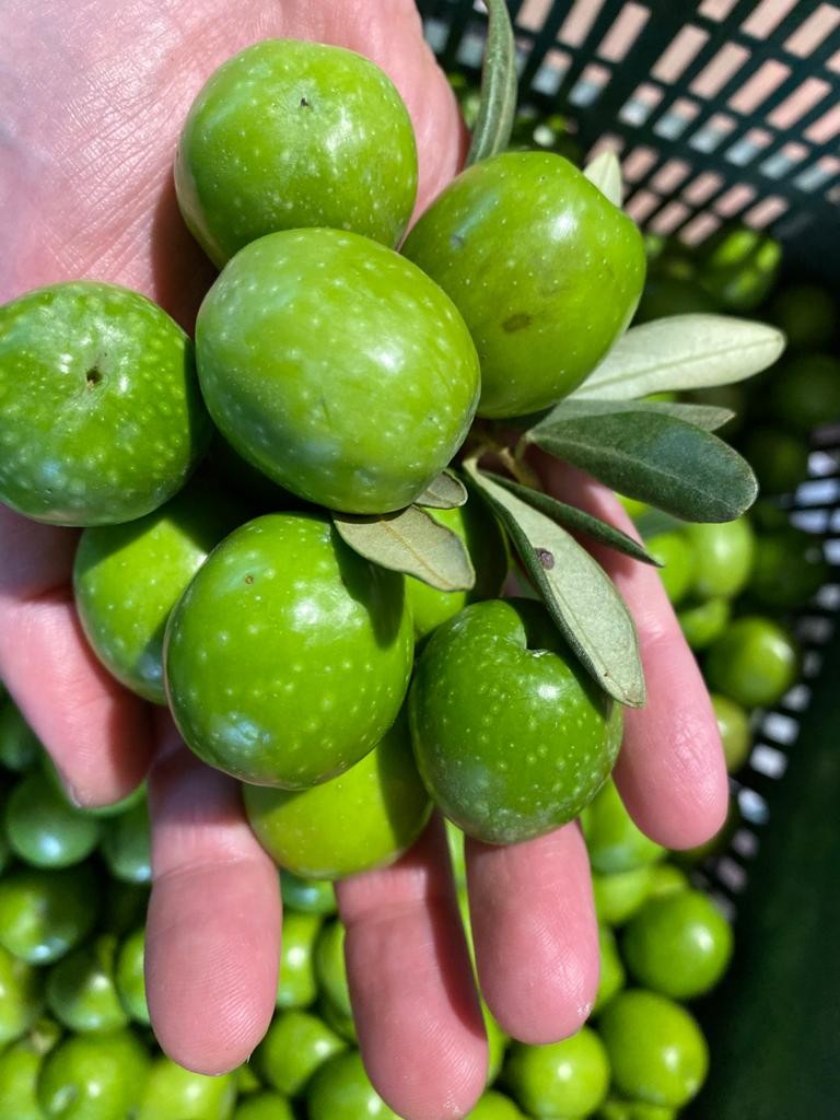 OLIVE DI SICILIA is a Manufacturer of high-quality Olive Oil and Olives