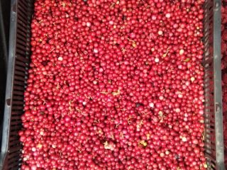 We are selling cranberries in great condition!