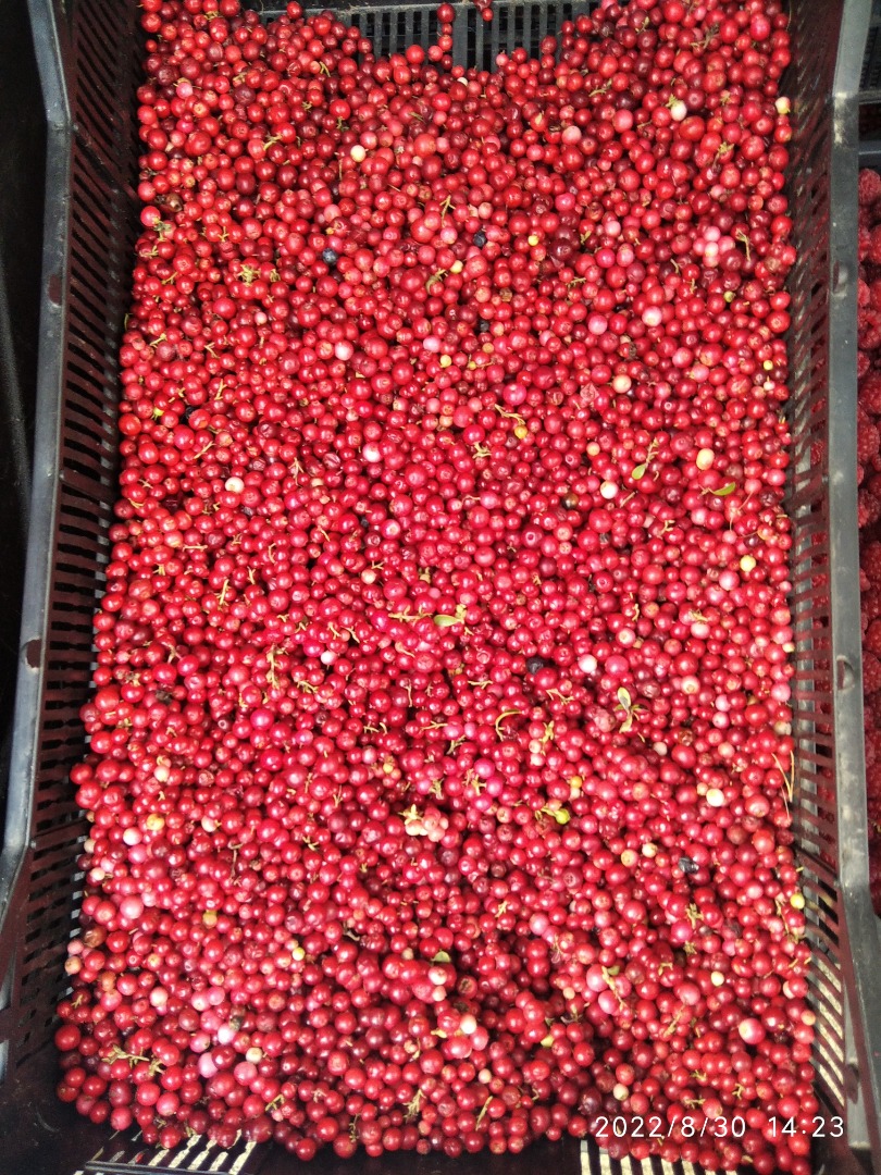 We are selling cranberries in great condition!